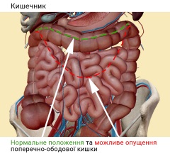 Кишечник