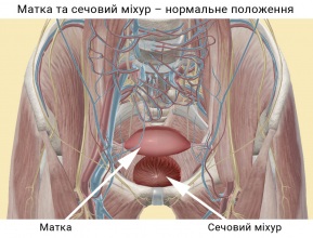 Матка та сечовий міхур