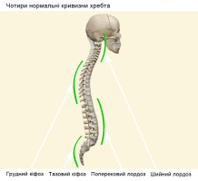 Чотири нормальні кривизни хребта