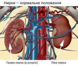 Нирки
