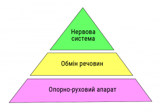 Піраміда організму