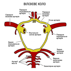 Вілізієве коло