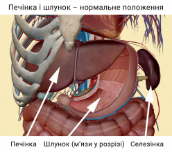 Печінка і шлунок